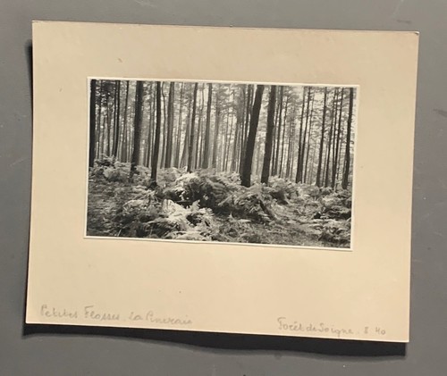 Photo carton foret soignes - carton,