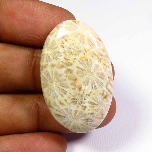 Gems corail fossile - de, naturel