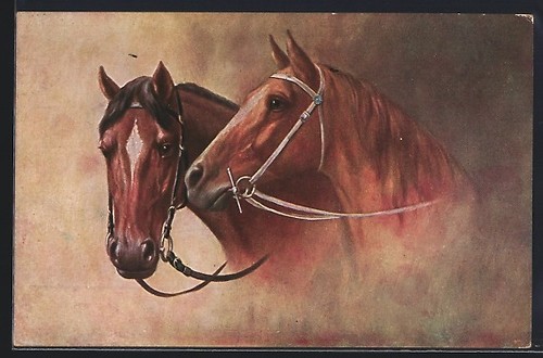 Deux chevaux bruns - chevaux,