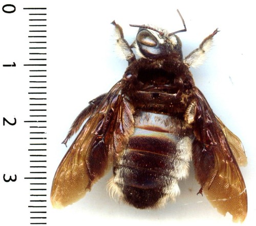 Abeille bee xylocopa - bee,