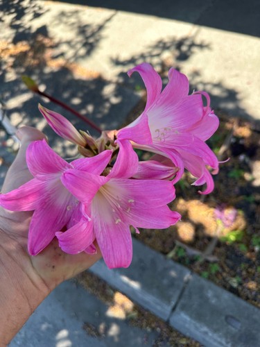 Hot pink 2 regular - pink, (a002)