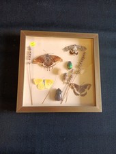 Cadre de Papillons Scarabées