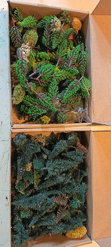 Lot arbuste sapins n - arbuste,