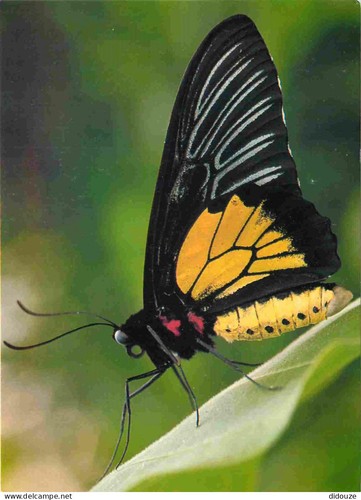 Carte postale animaux - -,
