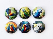 News -Série de 6 Capsules de