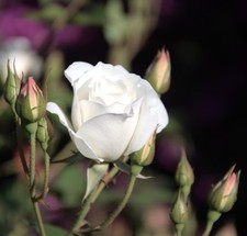 ☺50 graines de rosier