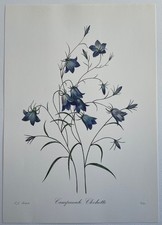 Botanique Campanule