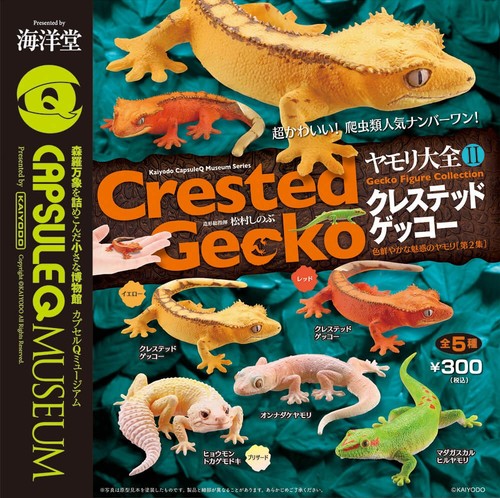 Kaio gecko encyclopedia - kaio-do,
