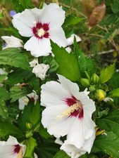 Graines d'HIBISCUS BLANC