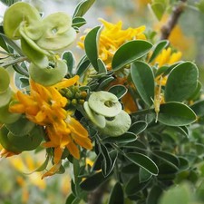 Medicago arborea - Luzerne