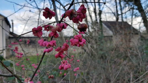 Euonymus europaeus fusain - europaeus, /