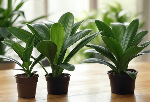 Clivia miniata plants - , plants,