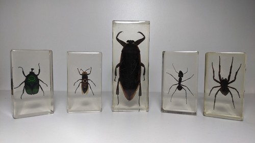 Curiosité lot 5 insectes - lot,