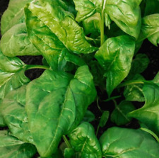 2,000 - 5,000 Giant Noble Spinach Seeds
