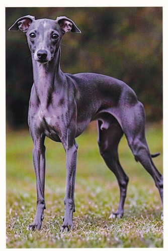 Carte postale chien - 🦬carte,