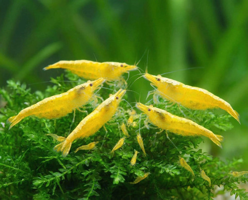 Lot crevettes - 10,
