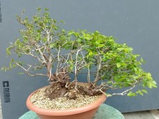 Bonsaï carpin blanc 43 x 30