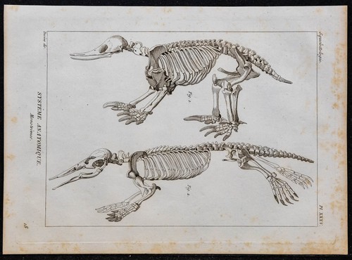1825 squelette phoque - de,