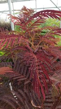 Albizia julibrissin 'Summer