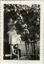ANTIQUE PHOTO - VINTAGE SNAPSHOT - WOMEN PICKING LADDER - WOMAN LADDER 1954