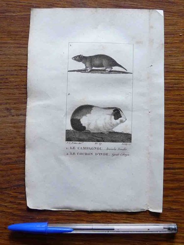 Gravure animalière xix - gravure,