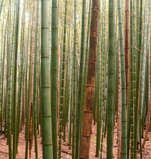 Phyllostachys edulis - Bambou