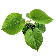 Ficus Umbellata - Umbrella Fig - 2 cuttings