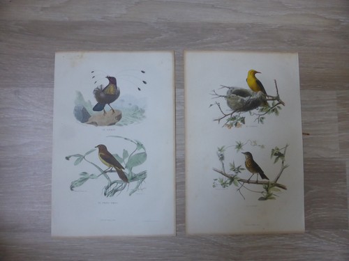 Buffon gravures oiseaux - buffon,