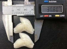 dent de requin Mâchoire de