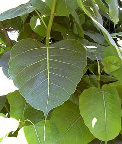 Ficus religiosa arbuste - religiosa, sacré