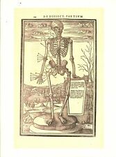 Cabinet of Curiosity Board Poster A3 Human Anatomy Skeleton Human Body