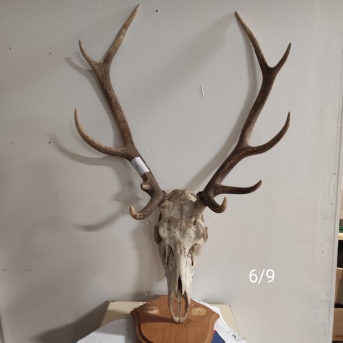 Massacre bois cerf - bois,