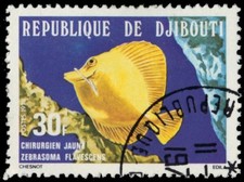 DJIBOUTI 483 - Yellow Tang "Zebrasoma flavescens" (pc27181)