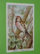 CHROMO BON-POINT ECOLE  1900-1914 GRANDE IMAGE OISEAUX SIZERIN GROS-BEC LINOTTE