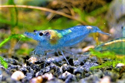 Lot crevette blue jelly - lot,