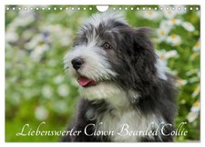 Adorable clown Bearded Collie (Calendrier mural 2026 DIN A4 horizontal), CALVEND