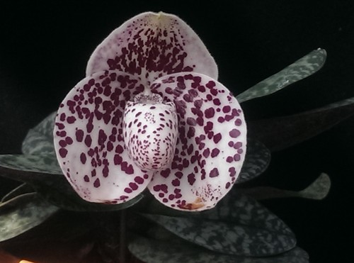 Paphiopedilum bellatulum