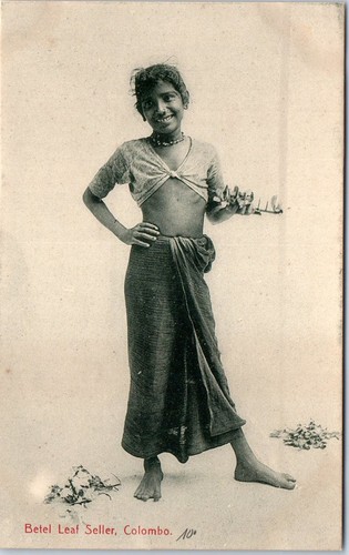 Ceylan colombo betel leaf - -,
