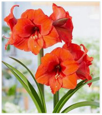 Amaryllis 25 +Seeds