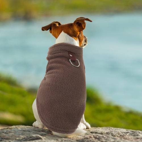 Chien accessoires accesoire - chien,