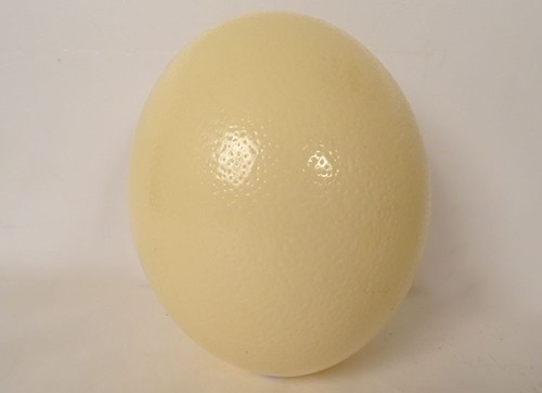 Oeuf autruche décoratif - d'autruche,