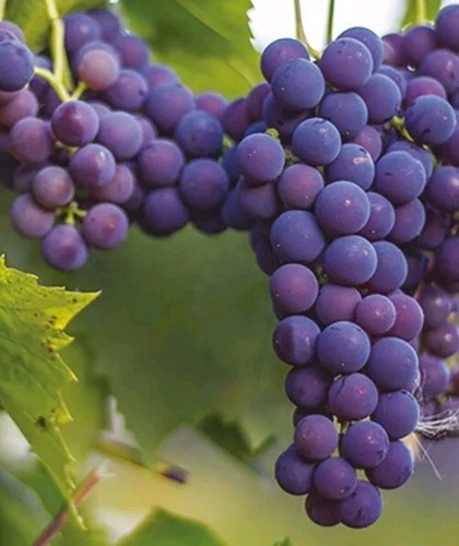 Boutures vigne isabelle - 6,