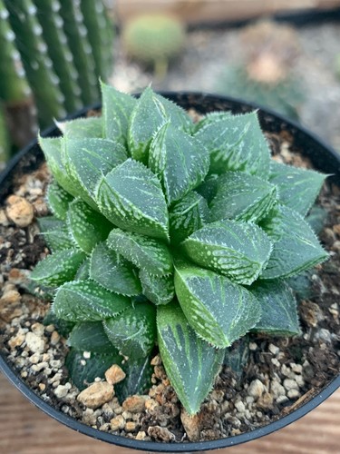 Haworthia shinkorizato - haworthia, 'shinkorizato'