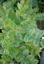 ♫ CARAGANIER de Sibérie