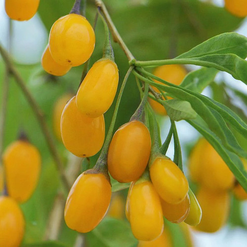 Lycium barbarum amber - barbarum, 'amber