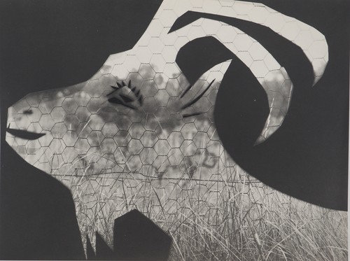 Pablo picasso diurnes the - pablo,