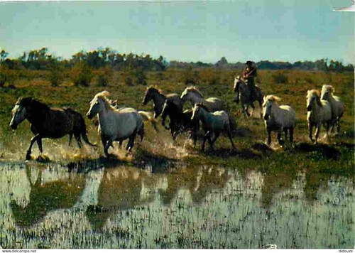 Carte postale animaux - carte,