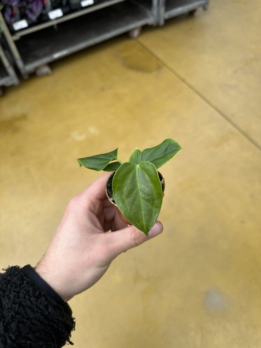 Anthurium veitchii rare - veitchii, /