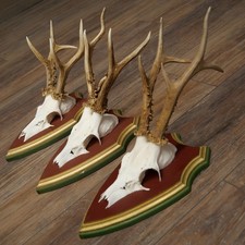 Bois De Cèdre Trophées En