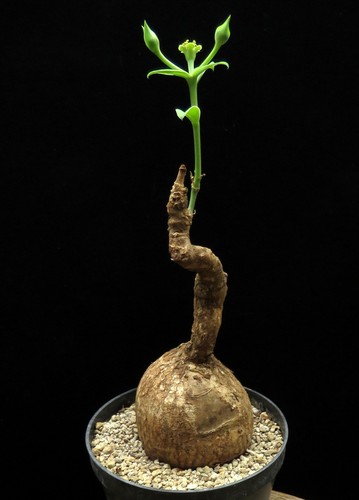 Euphorbia maritae caudex - maritae,